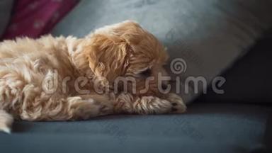 灰色沙发上的小可爱奶油小狗